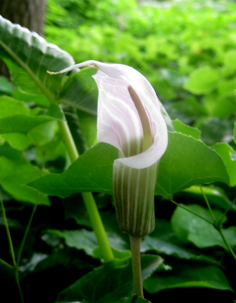 Arisaema candidissimum
